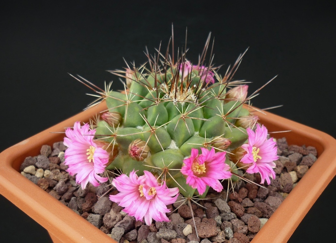 Mammillaria melanocentra 