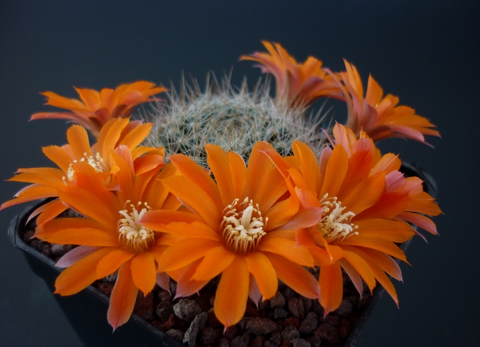 Rebutia brevistila 