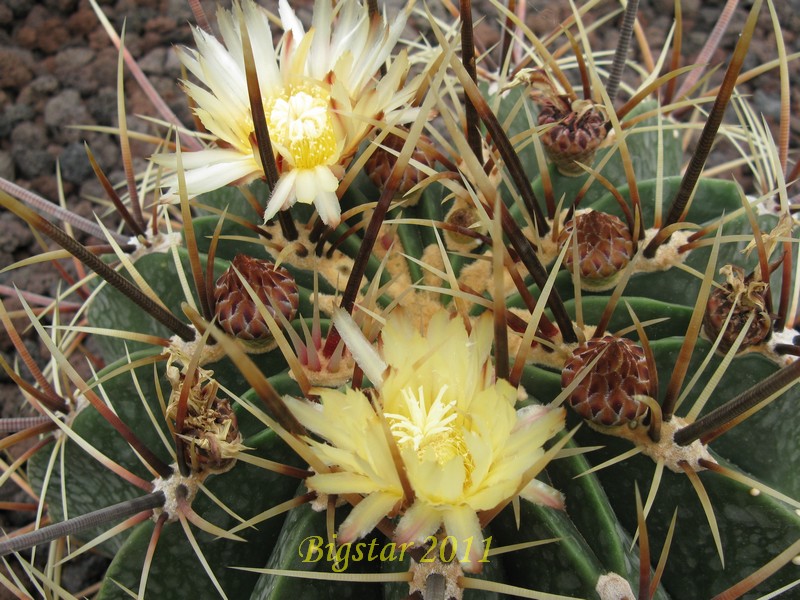 Ferocactus histrix ORB 2.10