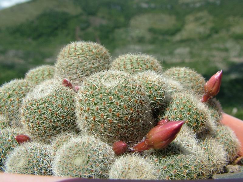 Rebutia cv. sunrise 