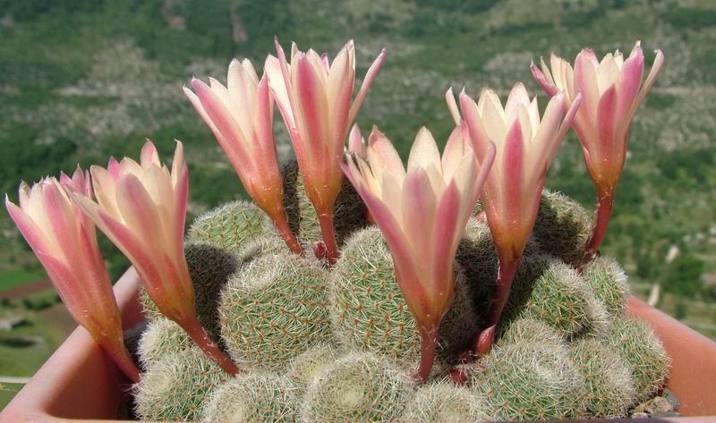 Rebutia cv. sunrise 