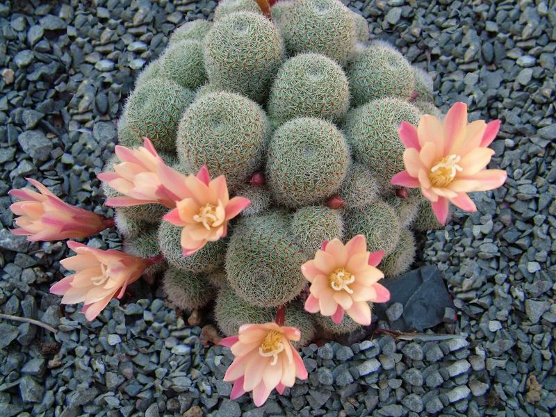 Rebutia cv. sunrise 