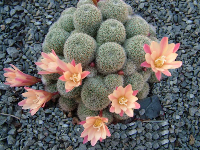 Rebutia cv. Sunrise 