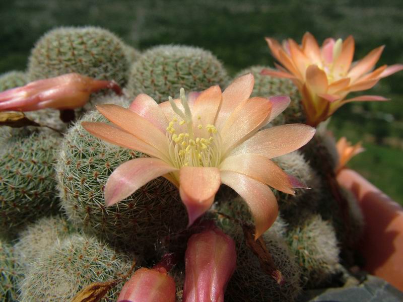 Rebutia cv. sunrise 