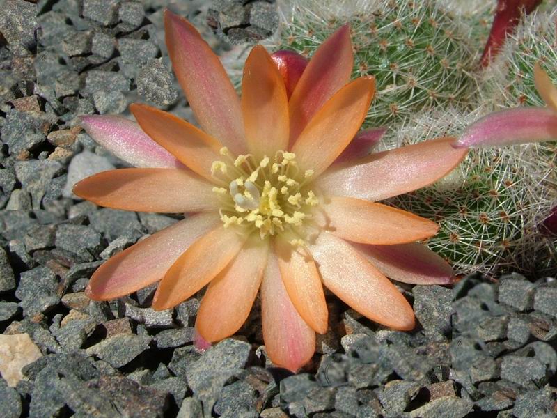 Rebutia cv. sunrise 