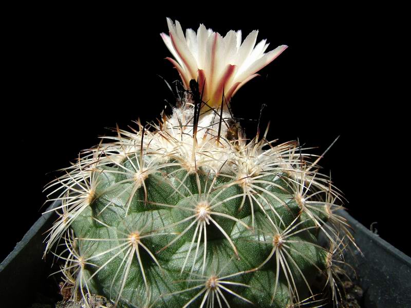 Turbinicarpus saueri 