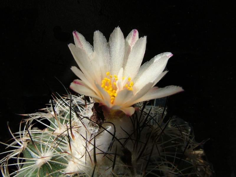 Turbinicarpus saueri 