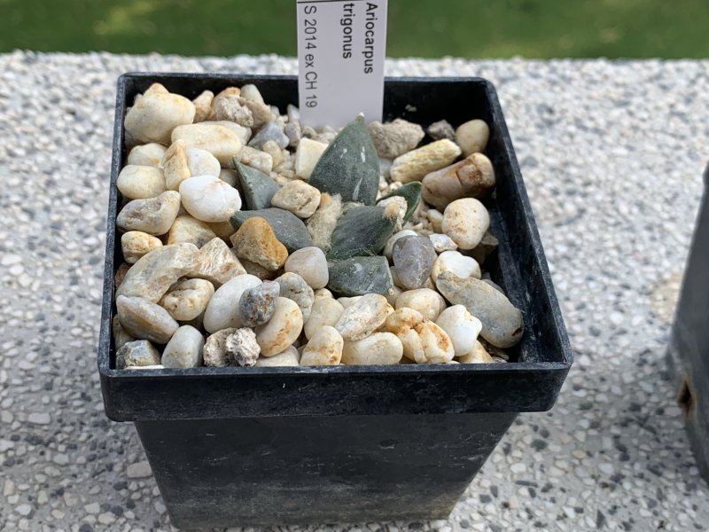 Ariocarpus trigonus 