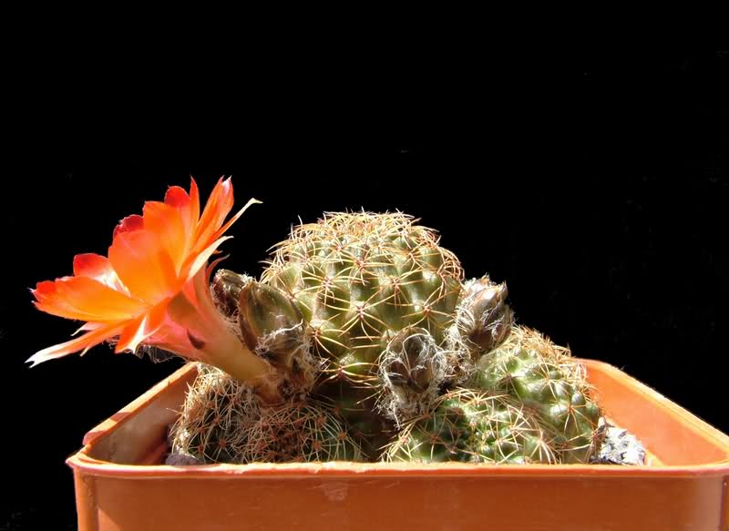 rebutia violascens