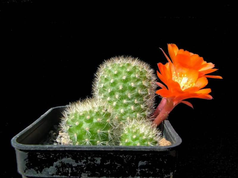 Rebutia vallegrandensis L351