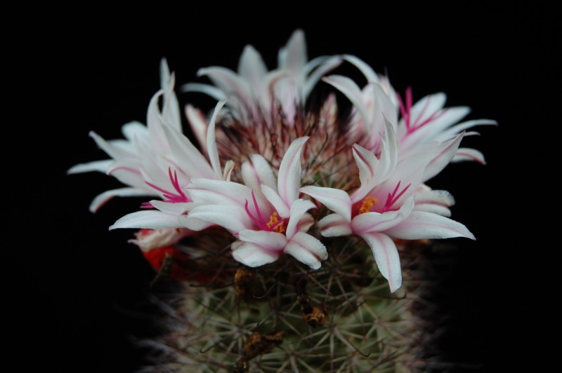 Mammillaria fraileana SB 1247