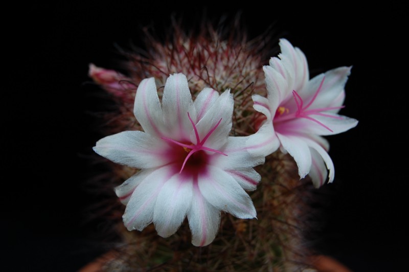 Mammillaria fraileana SB 1247