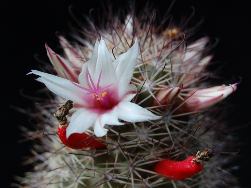 Mammillaria fraileana SB 1247