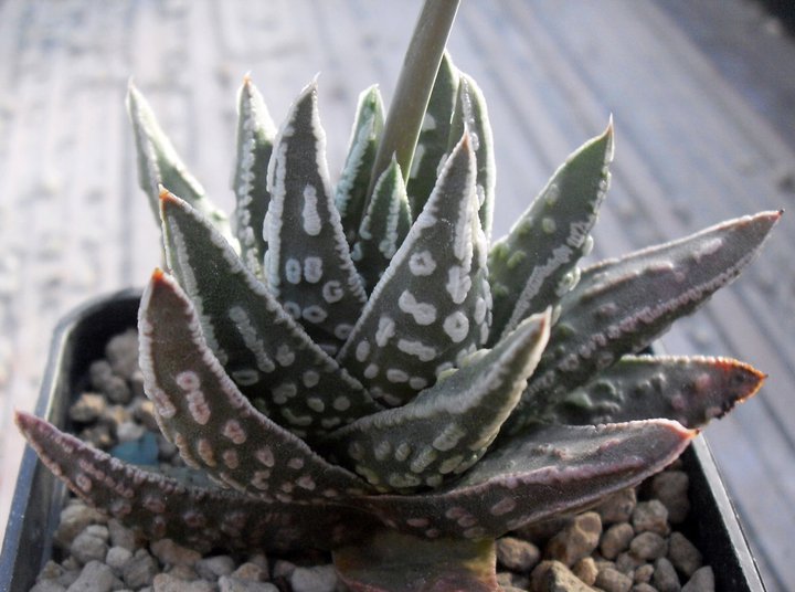 haworthia pumila cv. donut