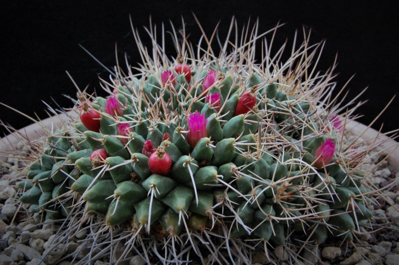 Mammillaria compressa ssp. centralifera REP 1140