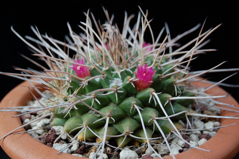 Mammillaria compressa ssp. centralifera REP 1140