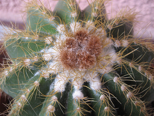 Notocactus warasii 