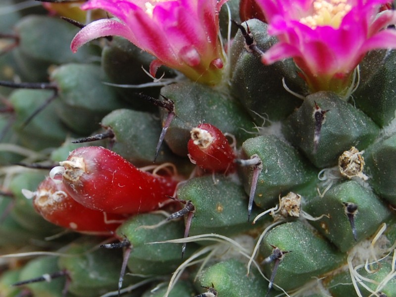 Mammillaria casoi FO 115