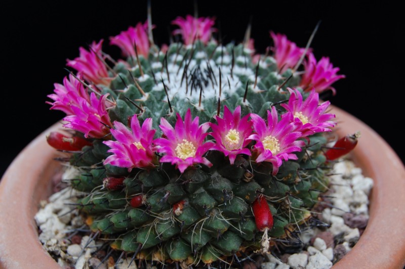 Mammillaria casoi FO 115