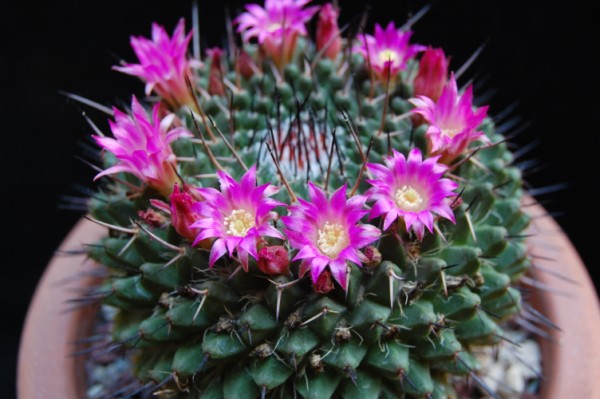 Mammillaria mystax FO 115