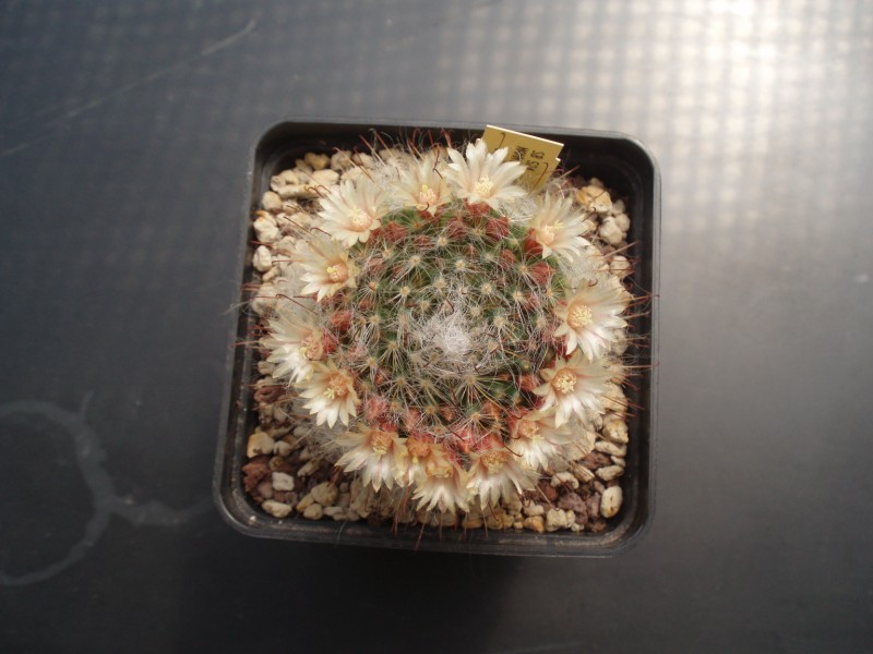 Mammillaria bocasana 