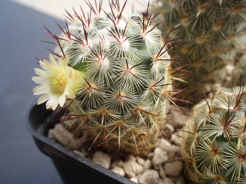 Mammillaria microhelia 