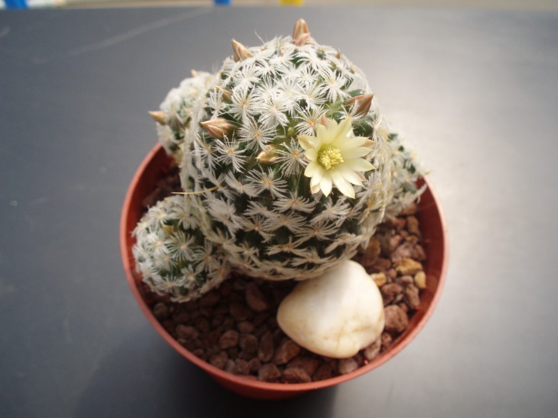 Mammillaria nana ssp. duwei 