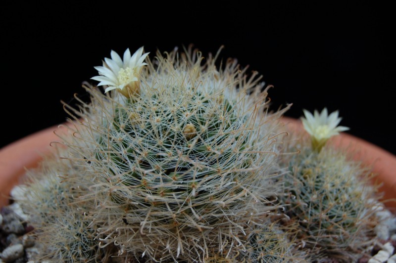 Mammillaria puberula 