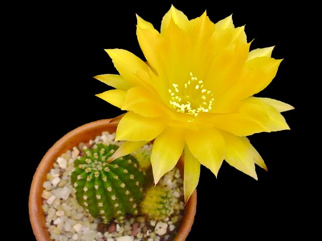 Echinopsis cv. candel light 