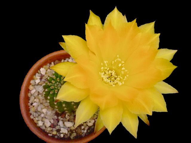 Echinopsis cv. candel light 