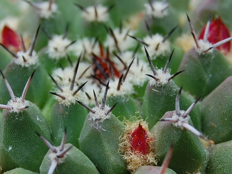 Mammillaria sartorii 