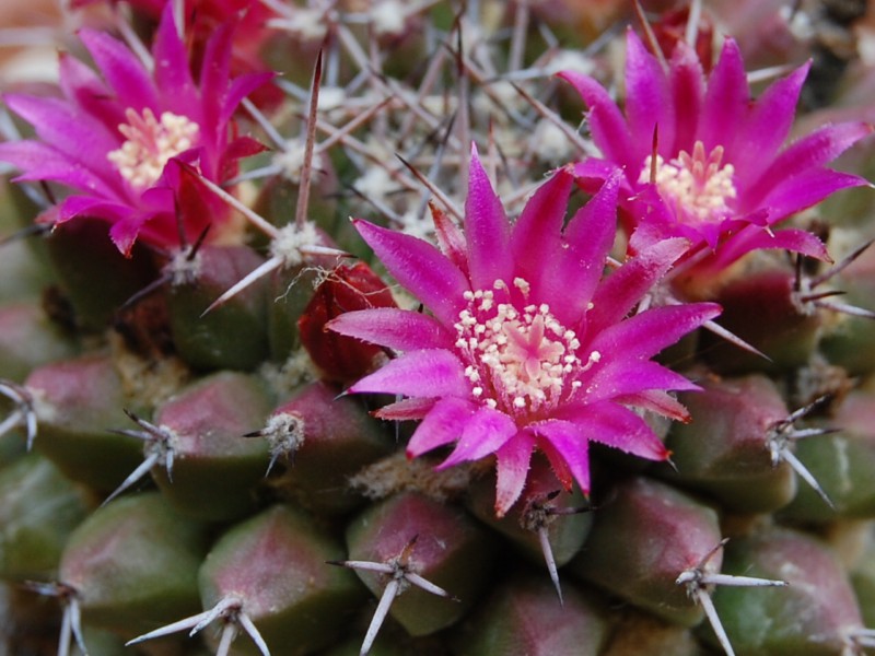 Mammillaria sartorii 