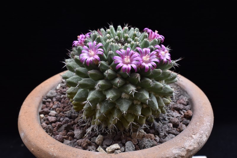 Mammillaria sartorii 