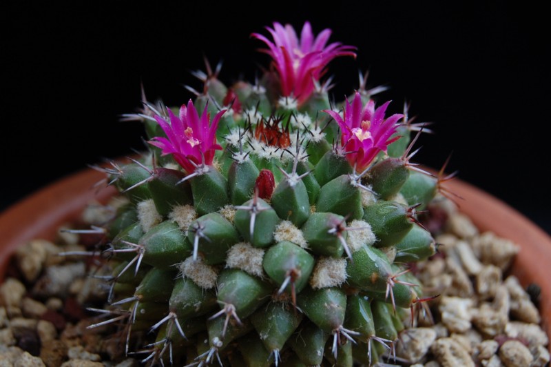 Mammillaria sartorii 