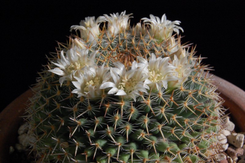 Mammillaria caerulea 