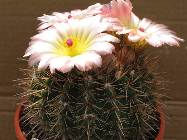 Parodia roseolutea 