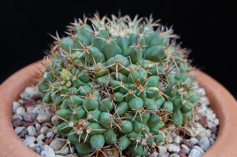 Mammillaria crassimammillis LAU 1069