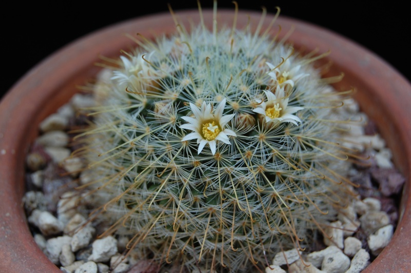 Mammillaria sinistrohamata P 316