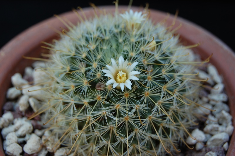 Mammillaria sinistrohamata P 316