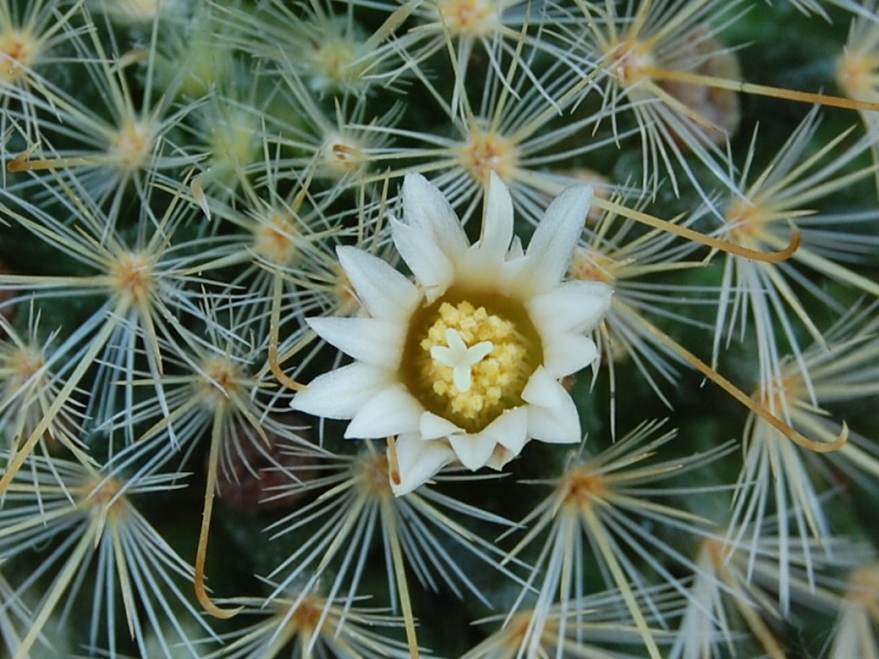 Mammillaria sinistrohamata P 316