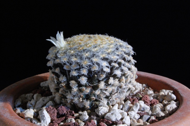 Mammillaria schiedeana cv. xilo 