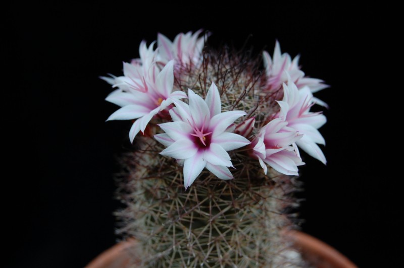 Mammillaria fraileana SB 1247