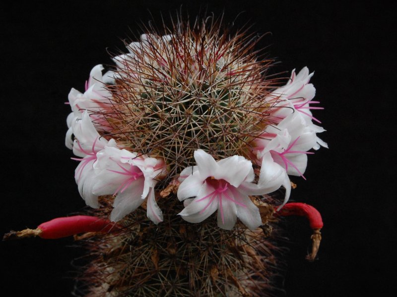 Mammillaria fraileana SB 1258