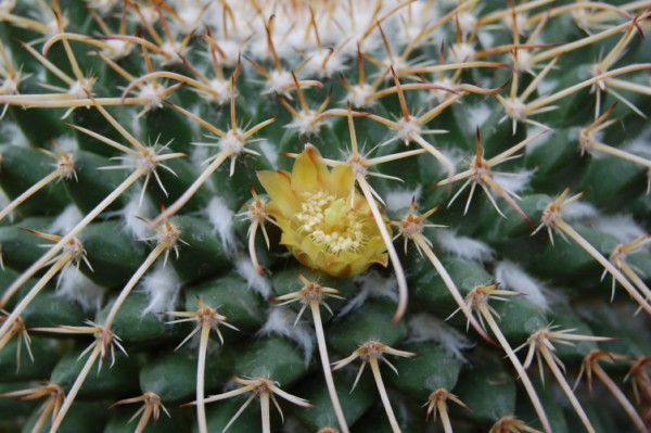 Mammillaria gigantea K 313