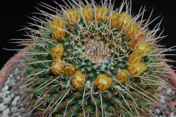 Mammillaria gigantea K 313