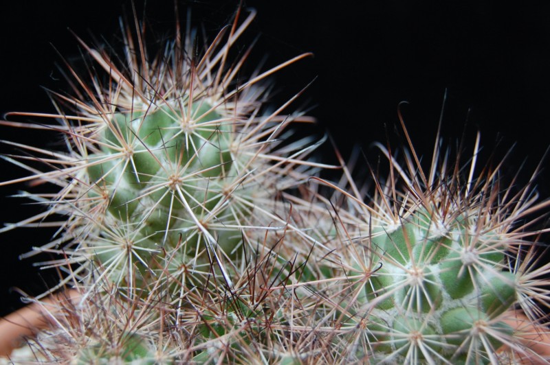 Mammillaria pondii ssp. maritima 