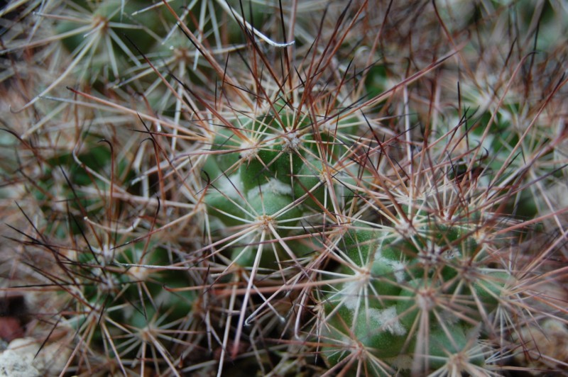 Mammillaria pondii ssp. maritima 