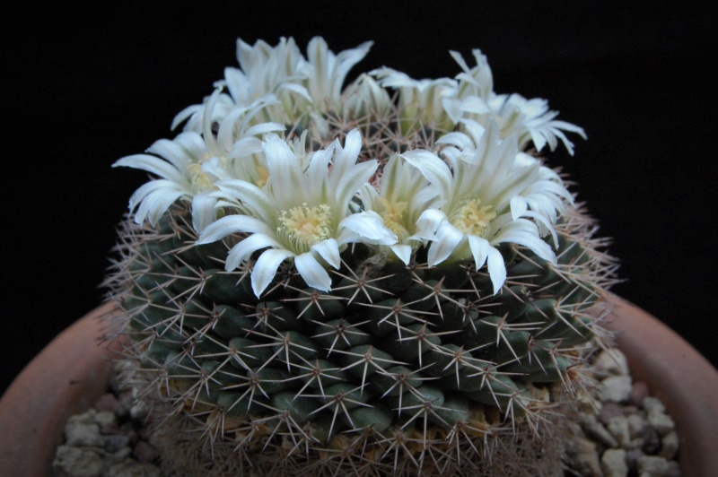 Mammillaria roseoalba SB 285