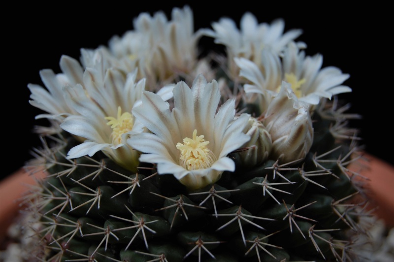 Mammillaria roseoalba SB 285