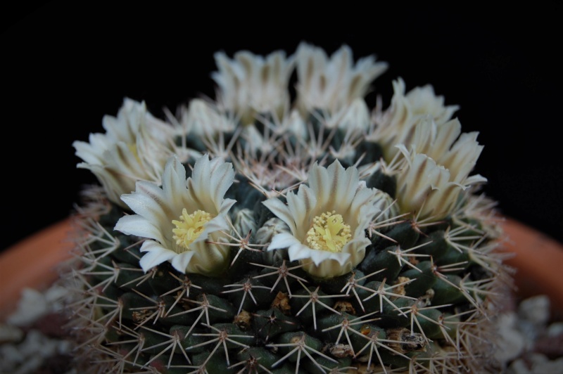 Mammillaria roseoalba SB 285